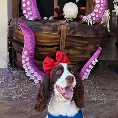 Un springer spaniel con un moño rojo frente al barco pirata de la decoración.