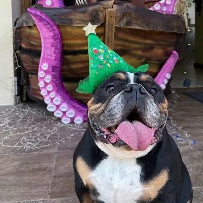Un bulldog con sombrero verde de disfraz, con la lengua afuera.