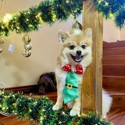 Un pomerania con corbata de duende entre las guirnaldas navideñas de la escalera.