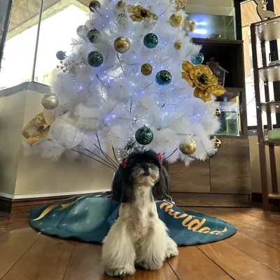 Un shih tzu sentado frente al árbol de Navidad blanco de la clínica.