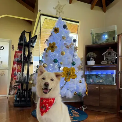 Un perro blanco con pañuelo rojo, sentado frente al árbol de Navidad.