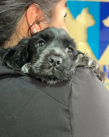 Un cachorro cocker negro descansa sobre el hombro de su tutora, en la recepción.