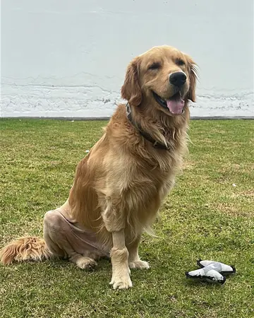 Un golden retriever sentado en el césped del jardín, junto a su juguete.