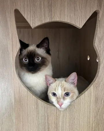Dos gatos asomados dentro de una casita de madera con forma de cabeza de gato.