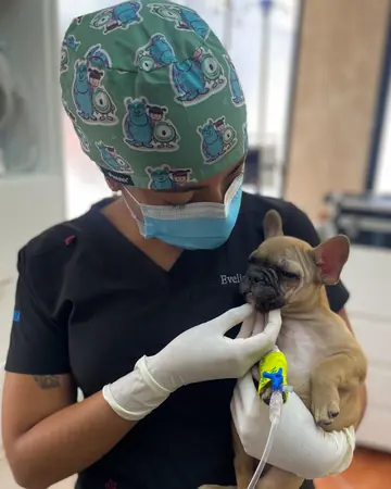 Una integrante del equipo sostiene a un cachorro bulldog francés con un catéter en la pata.