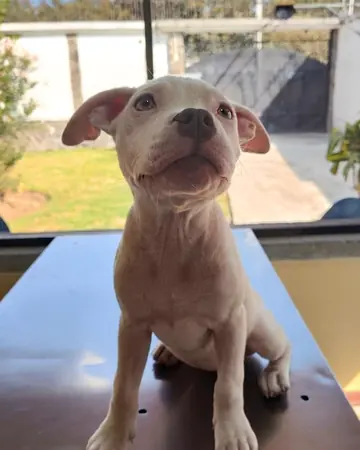 Un cachorro blanco y canela sentado sobre la mesa de exploración, junto a la ventana.
