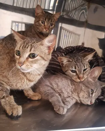 Tres gatos atigrados juntos sobre la mesa de la clínica.