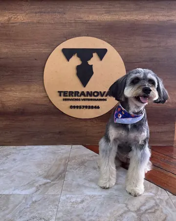 Un perro pequeño recién arreglado, sentado frente al disco de madera con el logo de Terranova.
