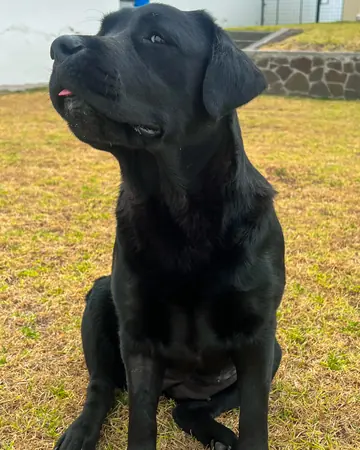 Un labrador negro sentado en el jardín, mirando hacia arriba.