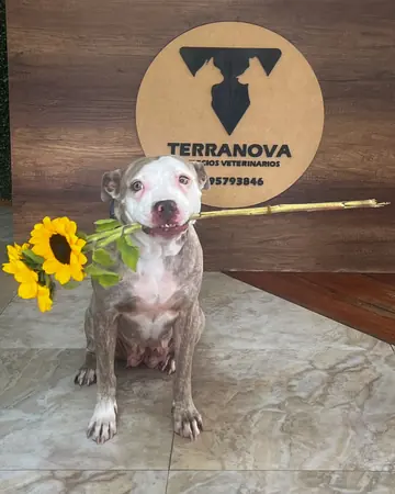 Un perro gris y blanco con un girasol en la boca, frente al disco de madera con el logo de Terranova.