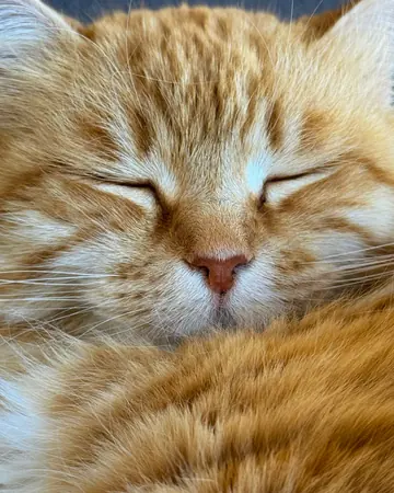 Un gato naranja de pelo largo dormido, en primer plano.