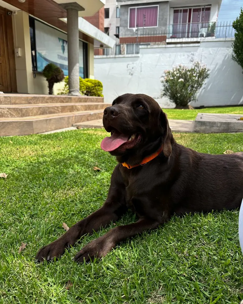 Un labrador chocolate echado en el césped, frente a la entrada de la clínica.